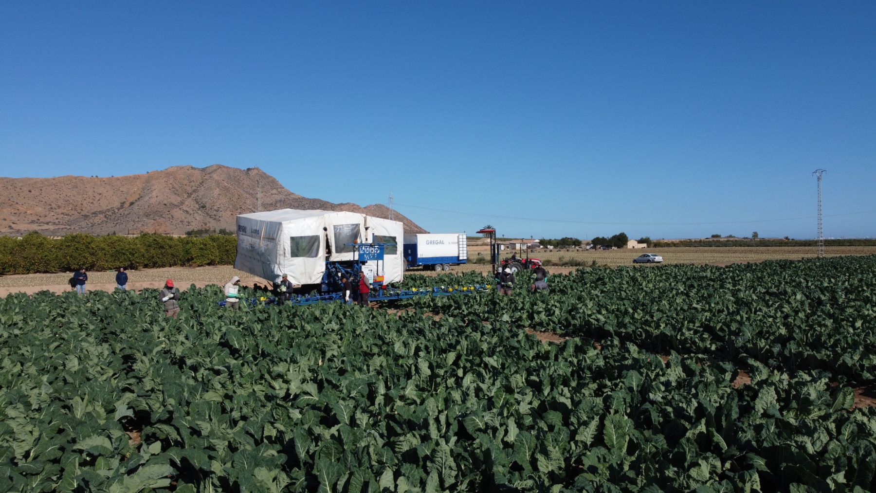 Cosecha de coliflor fotografiada con dron sobre Torre-Pacheco